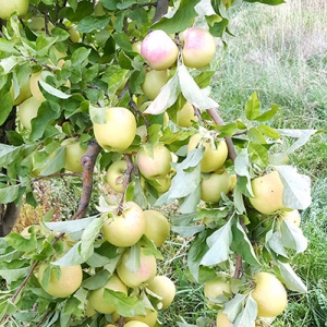 درخت سیب روستا سیور